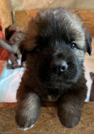 Bernhardiner-Schäferhund Welpen