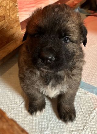 Bernhardiner-Schäferhund Welpen