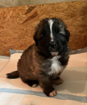 Bernhardiner-Schäferhund Welpen