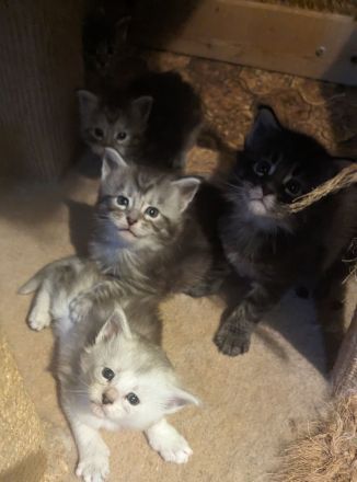 Maine Coon Babys mit Stammbaum