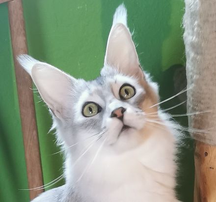 Maine Coon Babys mit Stammbaum