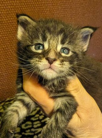 Maine Coon Babys mit Stammbaum