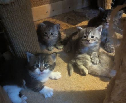 Maine Coon Babys mit Stammbaum
