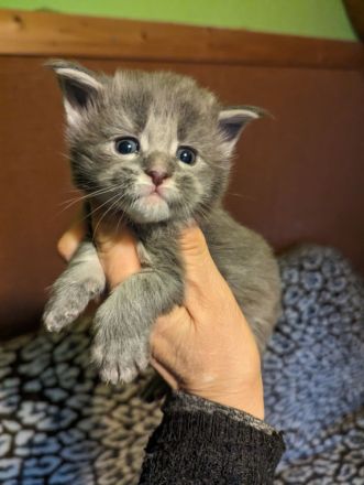 Maine Coon Babys mit Stammbaum