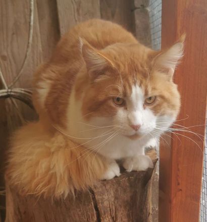 Maine Coon Babys mit Stammbaum