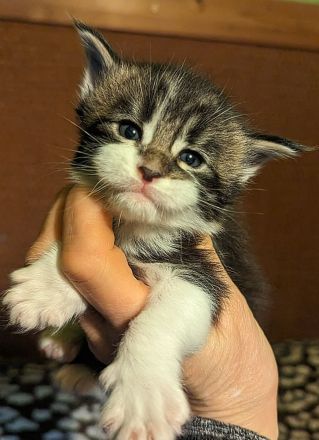 Maine Coon Babys mit Stammbaum