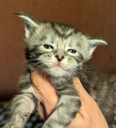 Maine Coon Babys mit Stammbaum