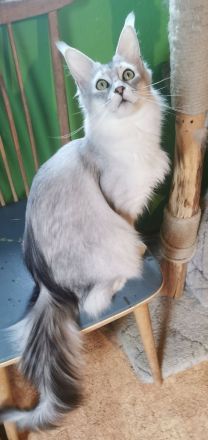 Maine Coon Babys mit Stammbaum