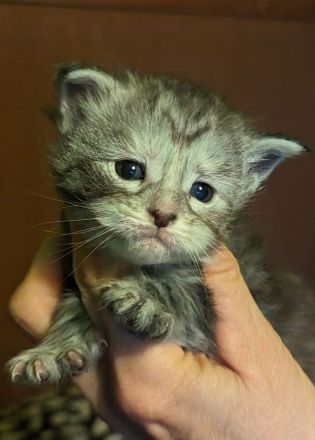 Maine Coon Babys mit Stammbaum