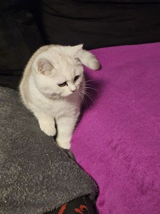 1 Britische Kurzhaar