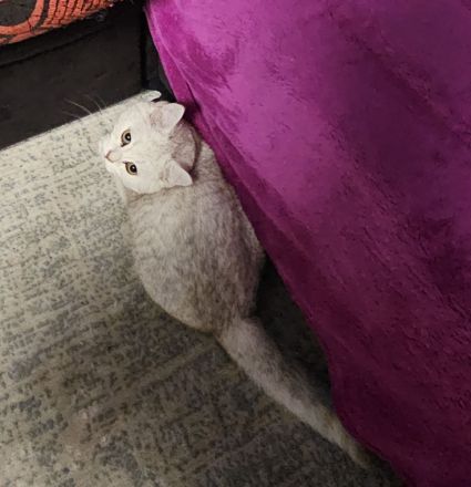 1 Britische Kurzhaar