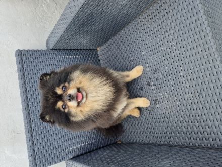 Hunde Friseursalon Lupu