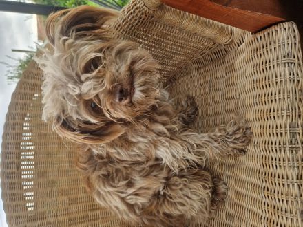 Hunde Friseursalon Lupu