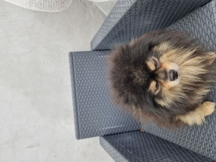 Hunde Friseursalon Lupu