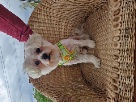 Hunde Friseursalon Lupu