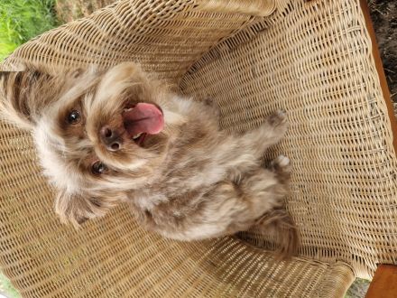 Hunde Friseursalon Lupu