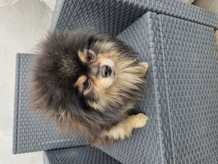 Hunde Friseursalon Lupu