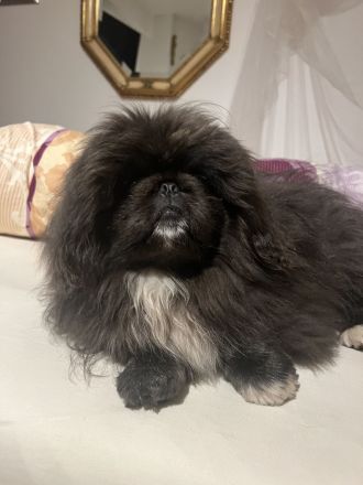 Pekinesenwelpen Pekinesen Welpen