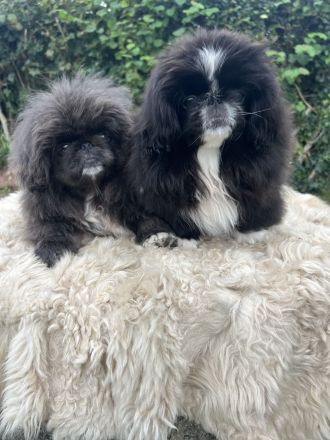 Pekinesenwelpen Pekinesen Welpen