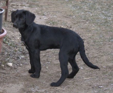 Mix-Welpen abzugeben