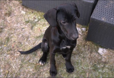 Mix-Welpen abzugeben