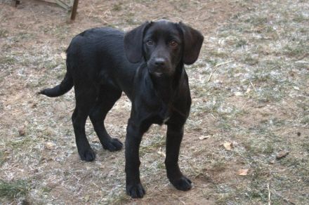 Mix-Welpen abzugeben