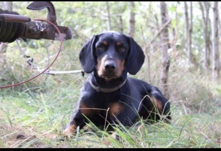 Mix-Welpen abzugeben