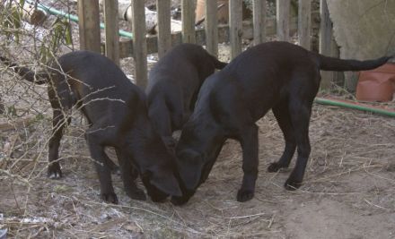 Mix-Welpen abzugeben