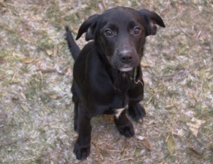 Mix-Welpen abzugeben