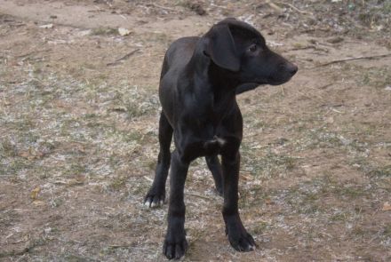 Mix-Welpen abzugeben