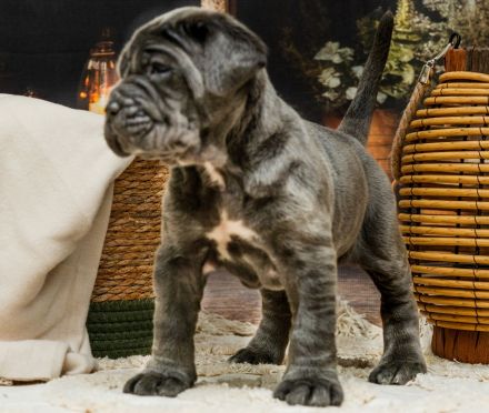 Mastiff of Naples, puppies- Masino Napoletano (FCI)