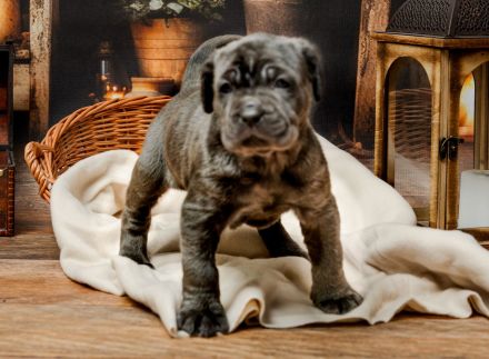 Mastiff of Naples, puppies- Masino Napoletano (FCI)