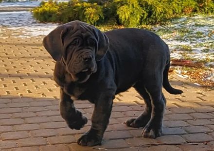 Mastiff of Naples, puppies- Masino Napoletano (FCI)