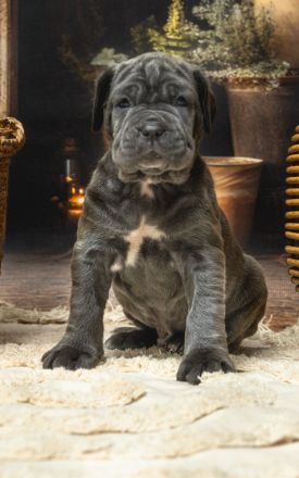 Mastiff of Naples, puppies- Masino Napoletano (FCI)