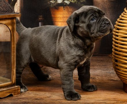 Mastiff of Naples, puppies- Masino Napoletano (FCI)