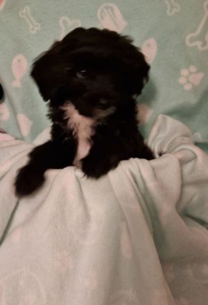 Miniature Aussiedoodle Welpen