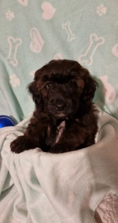 Miniature Aussiedoodle Welpen
