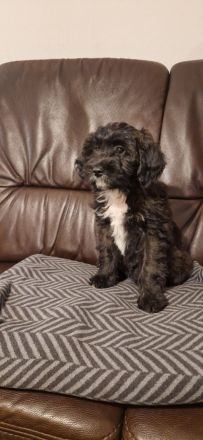 Miniature Aussiedoodle Welpen