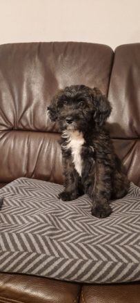 Miniature Aussiedoodle Welpen