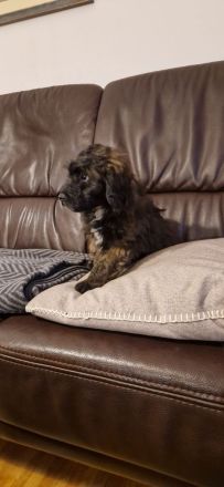 Miniature Aussiedoodle Welpen