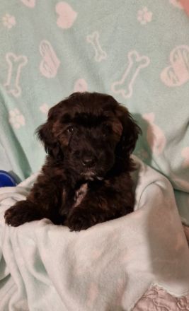 Miniature Aussiedoodle Welpen