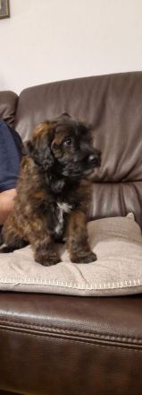 Miniature Aussiedoodle Welpen