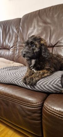 Miniature Aussiedoodle Welpen