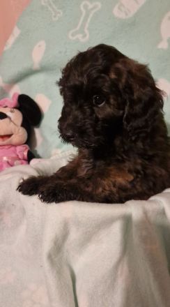 Miniature Aussiedoodle Welpen