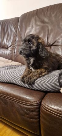 Miniature Aussiedoodle Welpen