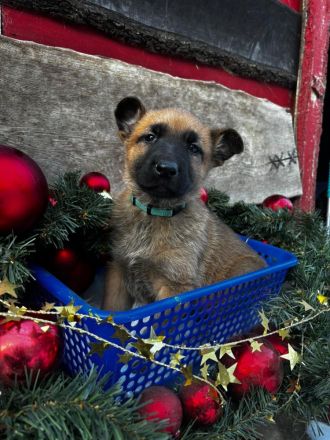 Belgischer Schäferhund