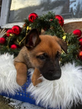Belgischer Schäferhund