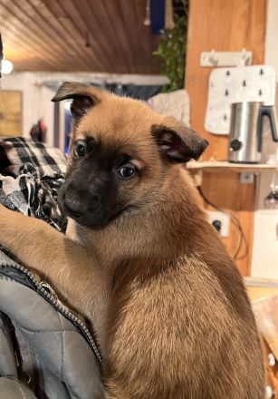 Belgischer Schäferhund