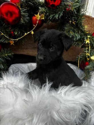 Belgischer Schäferhund