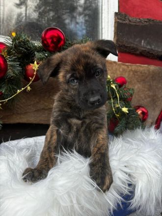 Belgischer Schäferhund